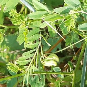 Photographie n°2567850 du taxon Lathyrus tuberosus L. [1753]