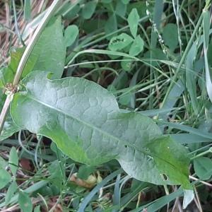 Photographie n°2567858 du taxon Rumex crispus L.