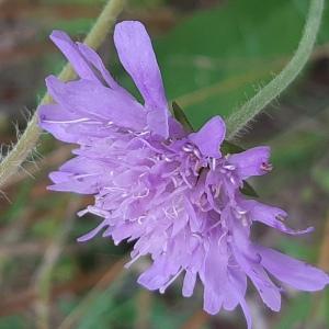 Photographie n°2567859 du taxon Knautia arvensis (L.) Coult. [1828]