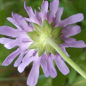 Photographie n°2567860 du taxon Knautia arvensis (L.) Coult. [1828]