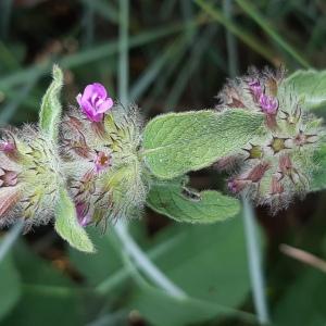 Photographie n°2567873 du taxon Clinopodium vulgare L.