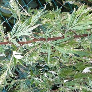 Photographie n°2567884 du taxon Artemisia vulgaris L.