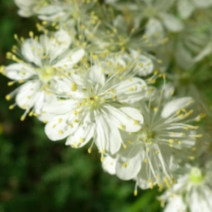 Photographie n°2567892 du taxon Filipendula vulgaris Moench [1794]