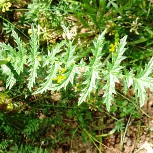 Photographie n°2567894 du taxon Filipendula vulgaris Moench [1794]