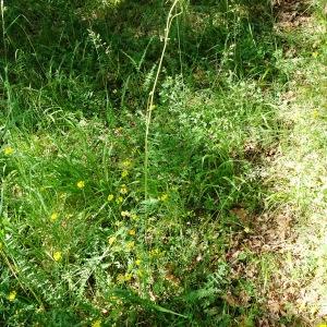 Photographie n°2567896 du taxon Filipendula vulgaris Moench [1794]