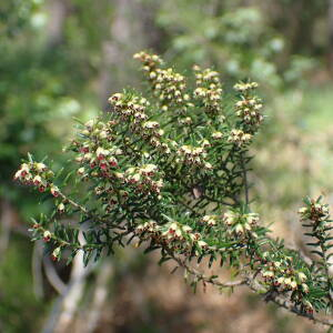 Photographie n°2567955 du taxon Erica scoparia L.