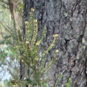 Photographie n°2567956 du taxon Erica scoparia L.
