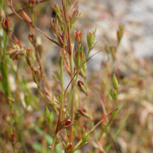 Photographie n°2567967 du taxon Juncus bufonius L.