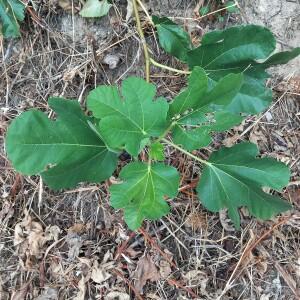 Photographie n°2567980 du taxon Ficus carica L.