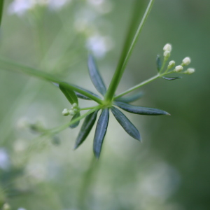 Photographie n°2568000 du taxon Galium mollugo L. [1753]