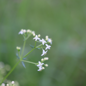 Photographie n°2568001 du taxon Galium mollugo L. [1753]