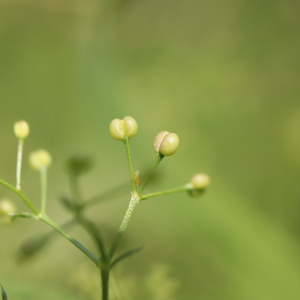 Photographie n°2568005 du taxon Galium mollugo L. [1753]