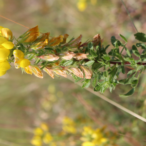 Photographie n°2568034 du taxon Ononis natrix L. [1753]