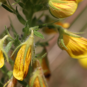 Photographie n°2568035 du taxon Ononis natrix L. [1753]