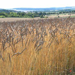 Photographie n°2568044 du taxon Triticum aestivum L.
