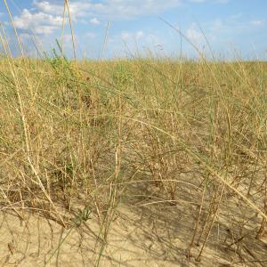 Photographie n°2568045 du taxon Festuca arenaria Osbeck [1788]