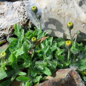  - Hieracium alpinum L. [1753]