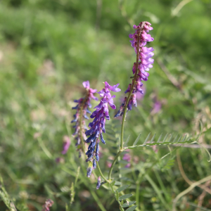 Photographie n°2568137 du taxon Vicia cracca L. [1753]