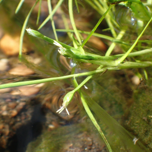 Photographie n°2568165 du taxon Isolepis fluitans (L.) R.Br.