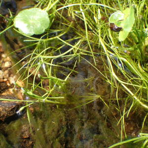 Photographie n°2568168 du taxon Isolepis fluitans (L.) R.Br.