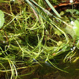 Photographie n°2568169 du taxon Isolepis fluitans (L.) R.Br.