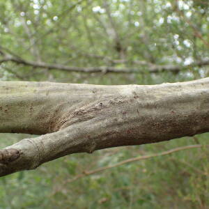  - Salix atrocinerea Brot.