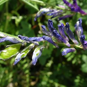 Photographie n°2568208 du taxon Vicia cracca L. [1753]