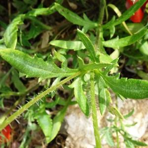 Photographie n°2568215 du taxon Papaver rhoeas L.