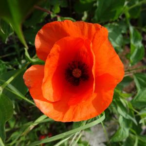 Photographie n°2568216 du taxon Papaver rhoeas L.