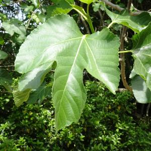 Photographie n°2568223 du taxon Ficus carica L. [1753]