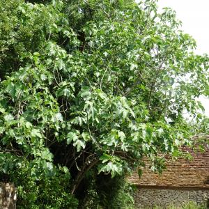 Photographie n°2568224 du taxon Ficus carica L. [1753]