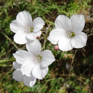  - Linum suffruticosum subsp. appressum (Caball.) Rivas Mart. [1978]