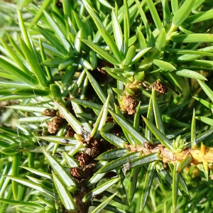 Photographie n°2568244 du taxon Juniperus communis L. [1753]