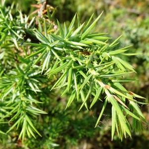 Photographie n°2568245 du taxon Juniperus communis L. [1753]