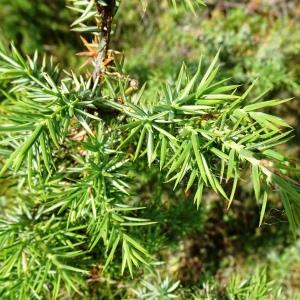 Photographie n°2568246 du taxon Juniperus communis L. [1753]