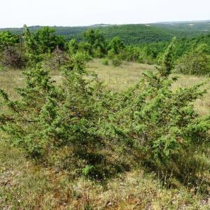 Photographie n°2568247 du taxon Juniperus communis L. [1753]