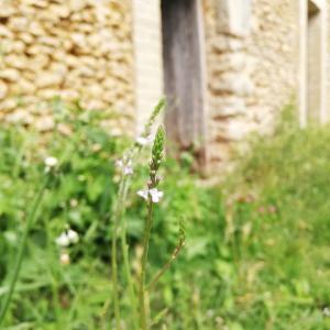 Photographie n°2568248 du taxon Verbena officinalis L. [1753]