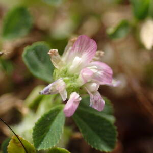 Photographie n°2568264 du taxon Trifolium resupinatum L.