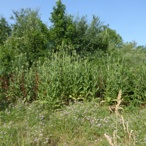 Photographie n°2568295 du taxon Dipsacus fullonum L. [1753]