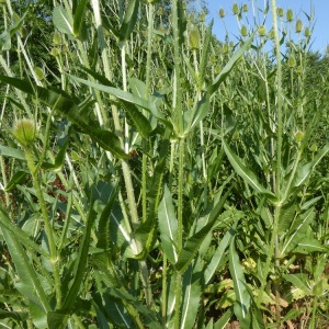 Photographie n°2568296 du taxon Dipsacus fullonum L. [1753]