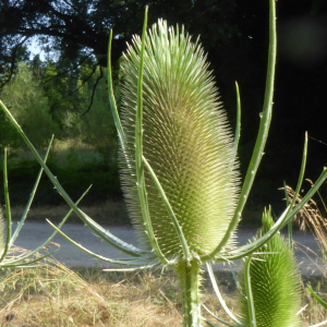 Photographie n°2568298 du taxon Dipsacus fullonum L. [1753]