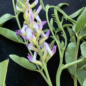 Photographie n°2568354 du taxon Glycyrrhiza glabra L. [1753]