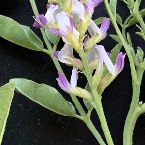 Photographie n°2568355 du taxon Glycyrrhiza glabra L. [1753]