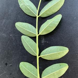 Photographie n°2568361 du taxon Glycyrrhiza glabra L. [1753]