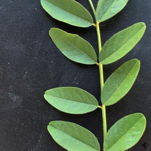 Photographie n°2568362 du taxon Glycyrrhiza glabra L. [1753]