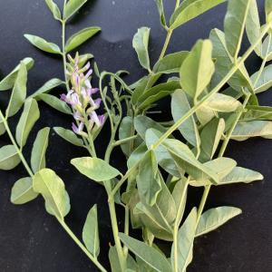 Photographie n°2568366 du taxon Glycyrrhiza glabra L. [1753]