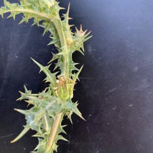 Photographie n°2568367 du taxon Scolymus hispanicus L. [1753]