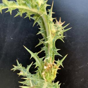 Photographie n°2568368 du taxon Scolymus hispanicus L. [1753]