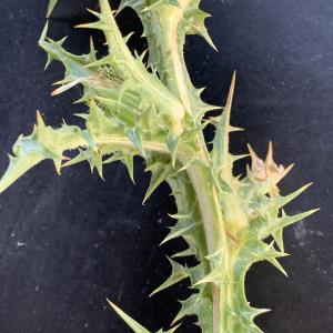 Photographie n°2568369 du taxon Scolymus hispanicus L. [1753]