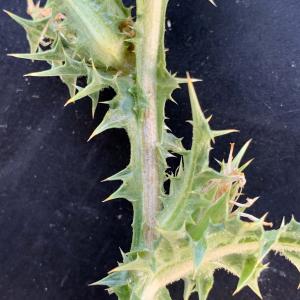 Photographie n°2568370 du taxon Scolymus hispanicus L. [1753]